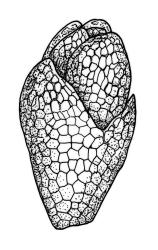 Bryum dichotomum, gemma.  Drawn from K.W. Allison 1115, CHR 577449, K.W. Allison 1116, CHR 578250, and M.J.A. Simpson 4690, CHR 161567.
 Image: R.C. Wagstaff © Landcare Research 2015 